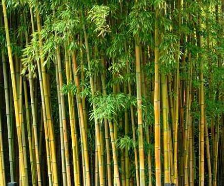 碧竹