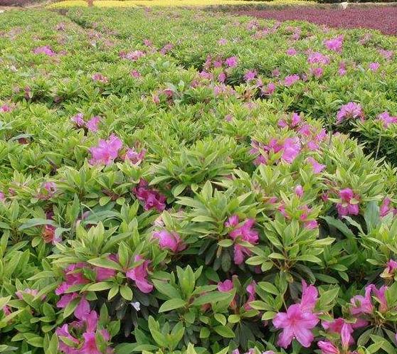 杜鹃花